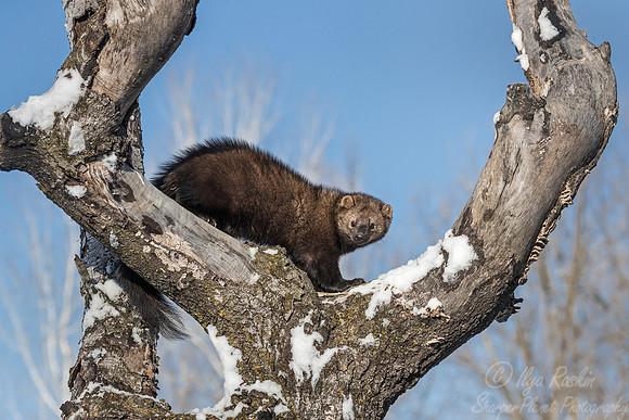 1125 Fisher (Pekania pennanti) - Minnesota Wildlife Connection