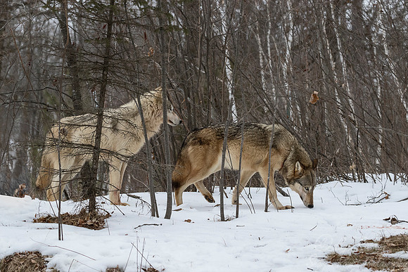254 Gray Wolves (Canis lupus) - Minnesota Wildlife Connection