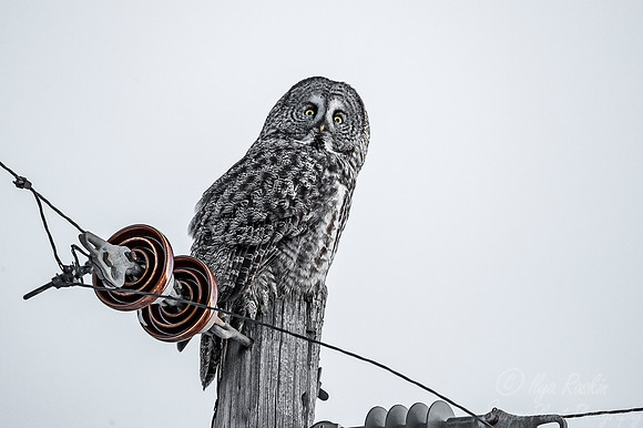 1293 Great Gray Owl (Strix nebulosa) - Sax-Zim Bog MN