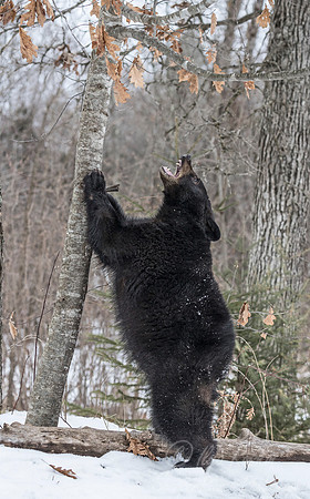 088 American Black Bear (Ursus americanus) - Minnesota Wildlife Connection