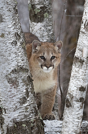 104 Mountain Lion or Cougar (Puma concolor) - Minnesota Wildlife Connection