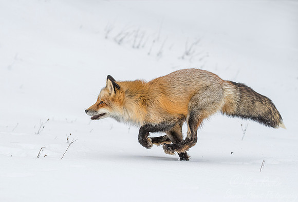 181 Red Fox (Vulpes vulpes) - Minnesota Wildlife Connection
