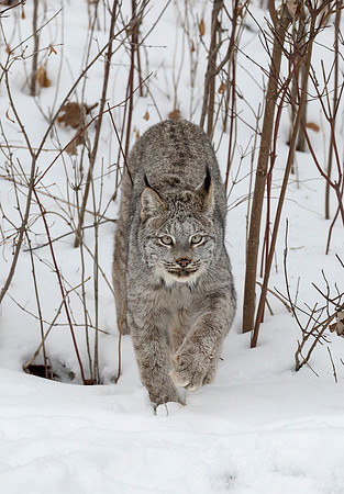 140 Canada Lynx (Lynx canadensis) - Minnesota Wildlife Connection