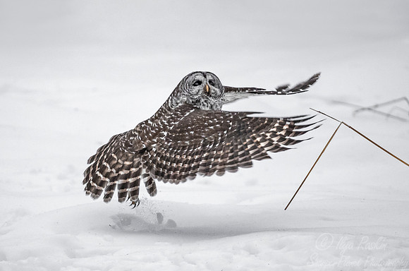 1296 Barred Owl (Strix varia) - Sax-Zim Bog MN