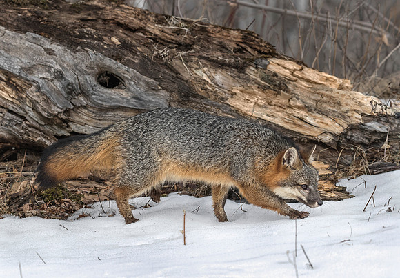 200 Gray Fox (Urocyon cinereoargenteus) - Minnesota Wildlife Connection