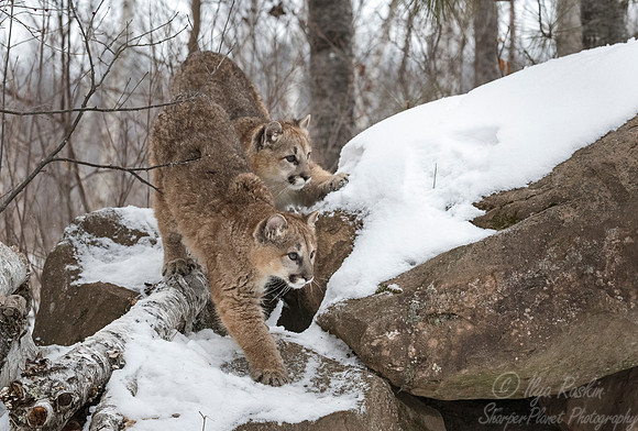 103 Mountain Lion or Cougar (Puma concolor) - Minnesota Wildlife Connection