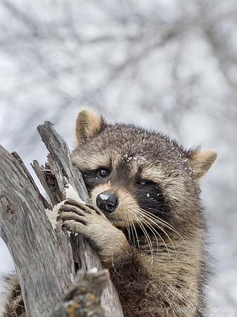 1130 Raccoon (Procyon lotor) - Minnesota Wildlife Connection