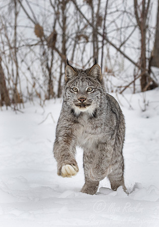 130 Canada Lynx (Lynx canadensis) - Minnesota Wildlife Connection