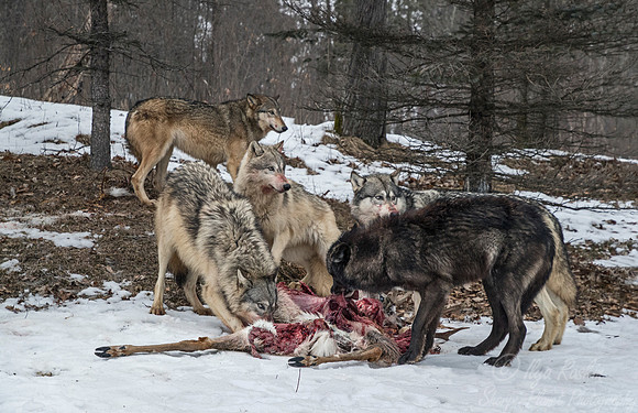 240 Gray Wolves (Canis lupus) - Minnesota Wildlife Connection
