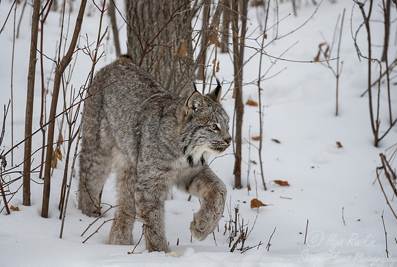 128 Canada Lynx (Lynx canadensis) - Minnesota Wildlife Connection