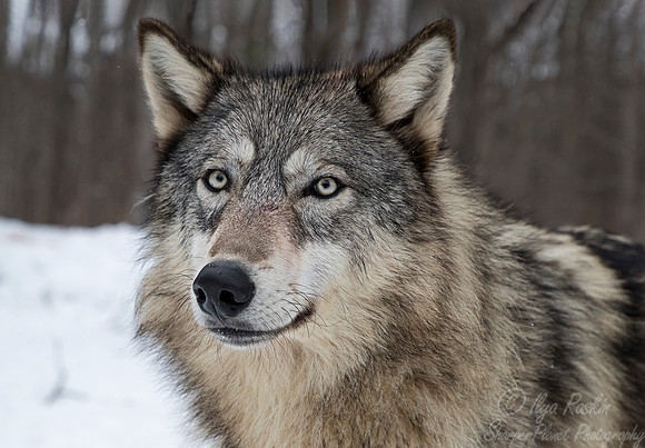 244 Gray Wolf (Canis lupus) - Minnesota Wildlife Connection