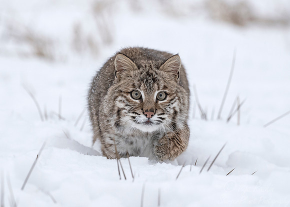 116 Bobcat (Lynx rufus) - Minnesota Wildlife Connection