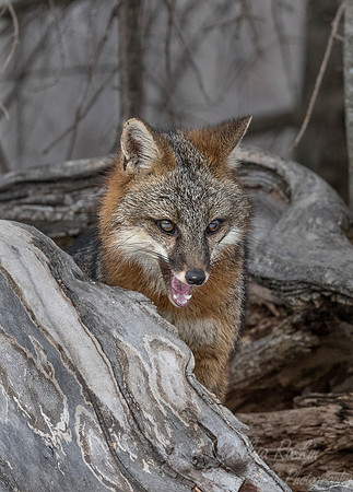 205 Gray Fox (Urocyon cinereoargenteus) - Minnesota Wildlife Connection