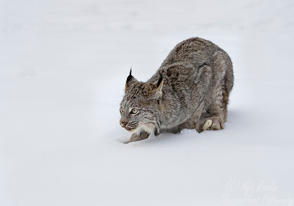120 Canada Lynx (Lynx canadensis) - Minnesota Wildlife Connection