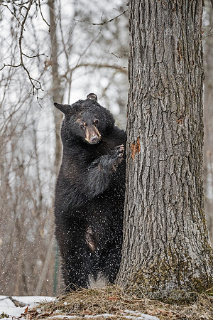086 American Black Bear (Ursus americanus) - Minnesota Wildlife Connection