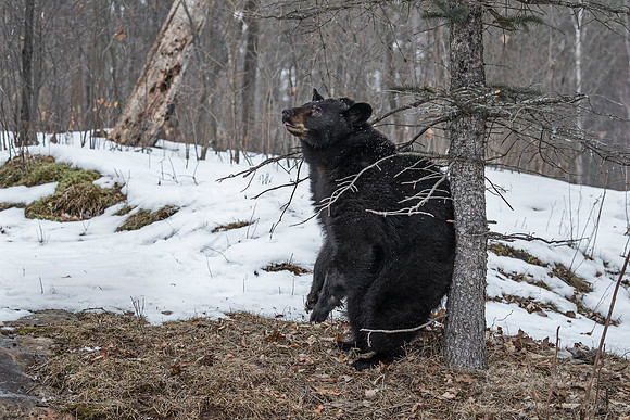 091 American Black Bear (Ursus americanus) - Minnesota Wildlife Connection