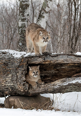 094 Mountain Lion or Cougar (Puma concolor) - Minnesota Wildlife Connection