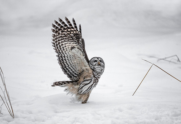 1295 Barred Owl (Strix varia) - Sax-Zim Bog MN