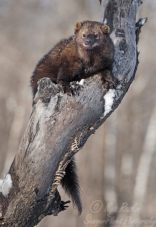 1128 Fisher (Pekania pennanti) - Minnesota Wildlife Connection