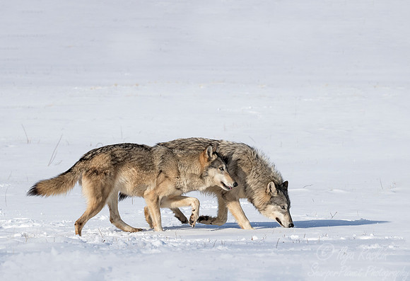 215 Gray Wolves (Canis lupus) - Minnesota Wildlife Connection