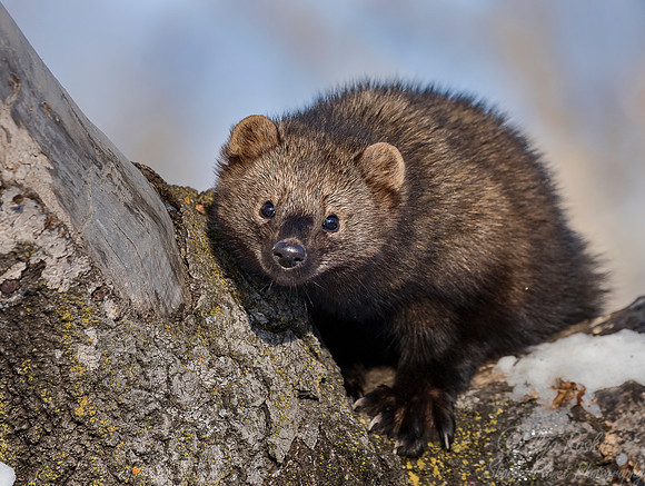 1127 Fisher (Pekania pennanti) - Minnesota Wildlife Connection