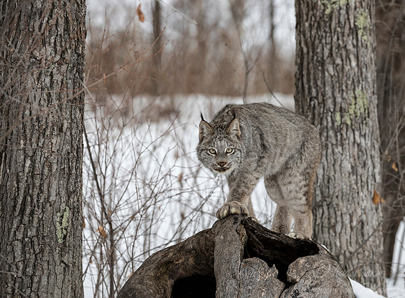 132 Canada Lynx (Lynx canadensis) - Minnesota Wildlife Connection
