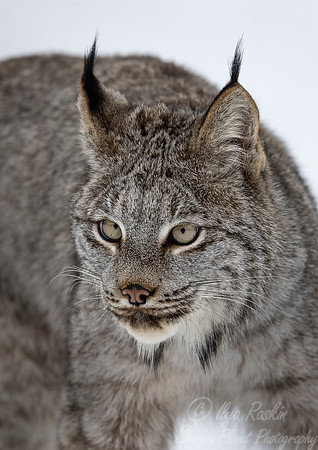 139 Canada Lynx (Lynx canadensis) - Minnesota Wildlife Connection
