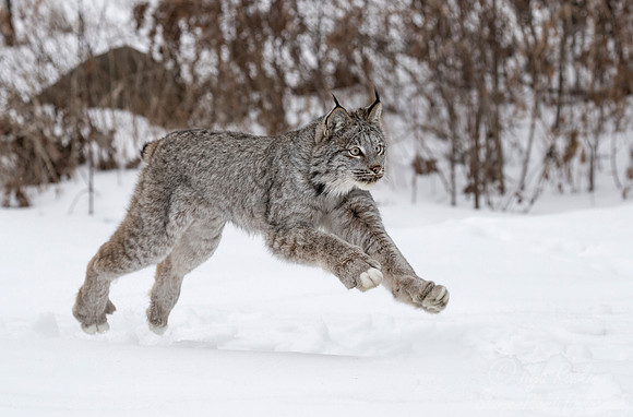 121 Canada Lynx (Lynx canadensis) - Minnesota Wildlife Connection