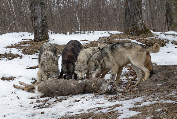 230 Gray Wolves (Canis lupus) - Minnesota Wildlife Connection