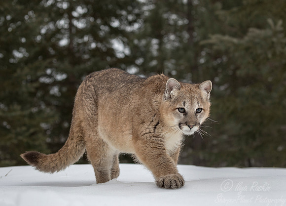 105 Mountain Lion or Cougar (Puma concolor) - Minnesota Wildlife Connection