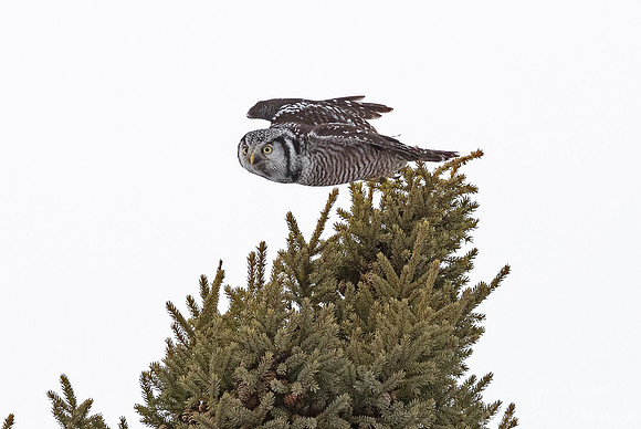 1297 Northern Hawk-owl (Surnia ulula) - Sax-Zim Bog MN