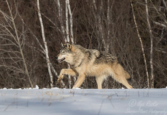 210 Gray Wolf (Canis lupus) - Minnesota Wildlife Connection