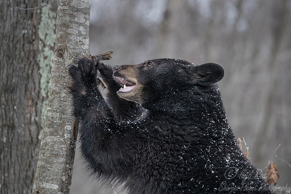 084 American Black Bear (Ursus americanus) - Minnesota Wildlife Connection