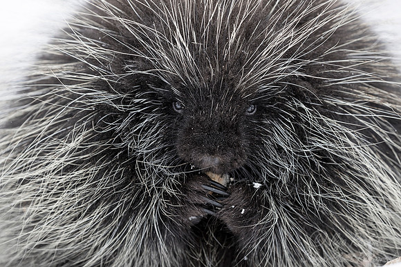 1119 North American Porcupine (Erethizon dorsatum) - Minnesota Wildlife Connection