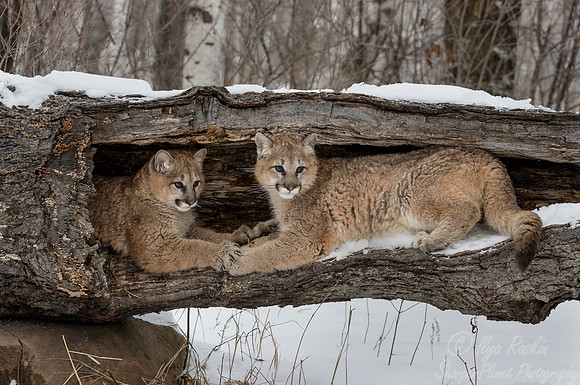 096 Mountain Lion or Cougar (Puma concolor) - Minnesota Wildlife Connection