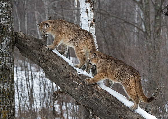 099 Mountain Lion or Cougar (Puma concolor) - Minnesota Wildlife Connection