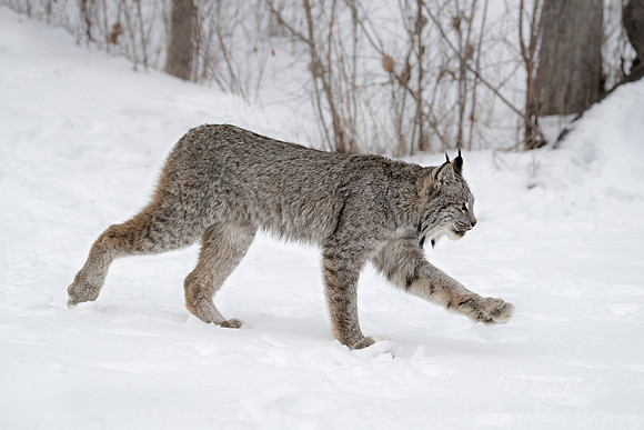 136 Canada Lynx (Lynx canadensis) - Minnesota Wildlife Connection