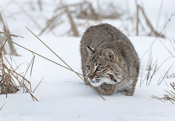 114 Bobcat (Lynx rufus) - Minnesota Wildlife Connection