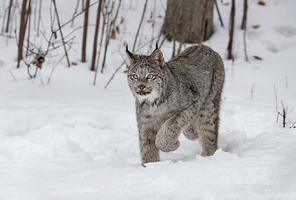 141 Canada Lynx (Lynx canadensis) - Minnesota Wildlife Connection