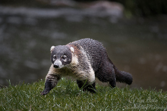 113 White-nosed Coati (Nasua narica) - Coasta Rica
