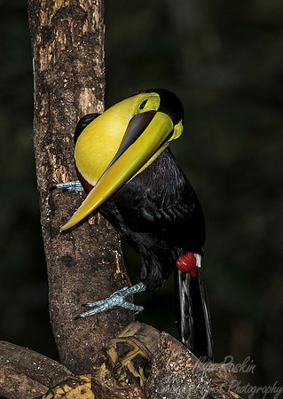 150 Yellow-throated Toucan (Ramphastos ambiguus) - Costa Rica