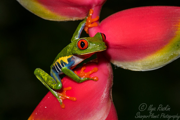 127 Red-eyed Tree Frog (Agalychnis callidryas) - Costa Rica