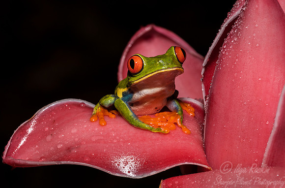 128 Red-eyed Tree Frog (Agalychnis callidryas) - Costa Rica