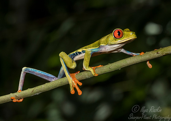 126 Red-eyed Tree Frog (Agalychnis callidryas) - Costa Rica
