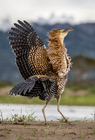 2018 Costa Rica Birds and Animals