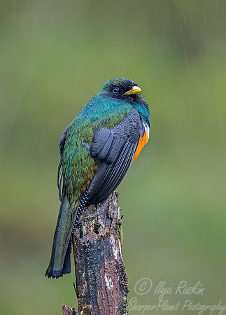 146 Orange-bellied Trogon (Trogon aurantiiventris) - Costa Rica