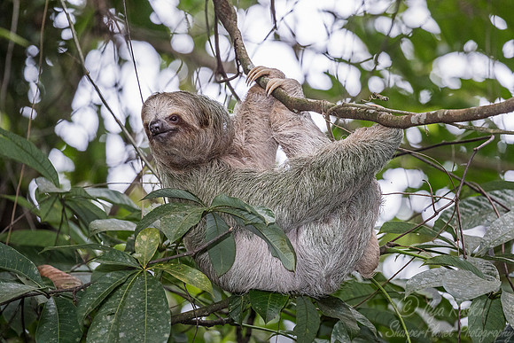 118 Brown-throated Three-Toed Sloth (Bradypus variegatus) - Coasta Rica