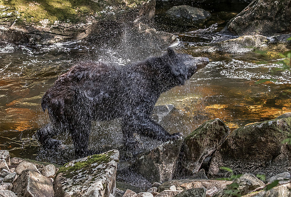 080 American Black Bear (Ursus americanus) - BC