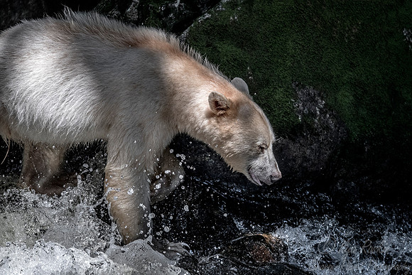 066 Spirit (Black) Bear (Ursus americanus kermodei) - BC