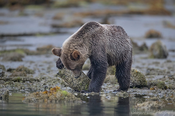 252 Brown Bear (Ursus arctos) - BC